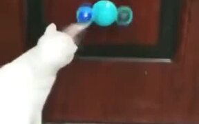 An Innovative Toy For A Cat