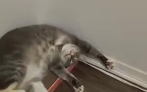 Bizarre Things Cats Do - Animals - VIDEOTIME.COM
