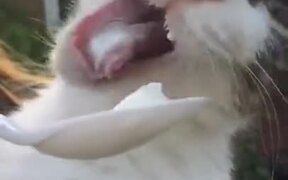 Cat Gets A Brain Freeze Eating Ice Cream