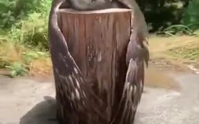 Owl On A Log