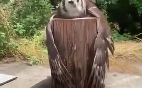 Owl On A Log - Animals - VIDEOTIME.COM