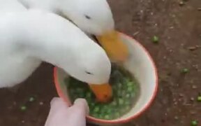 Two Ducks Vs A Bowl Of Peas