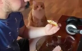 Cat Staring At Your Food