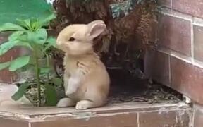 Cutest Rabbit Ever!
