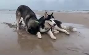 Huskies On The Beach
