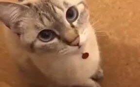 A Friendly Talkative Cat - Animals - VIDEOTIME.COM