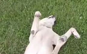Dog Playing Dead - Animals - VIDEOTIME.COM