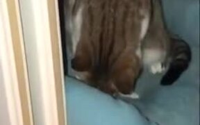 Cat Incubating An Egg - Animals - VIDEOTIME.COM