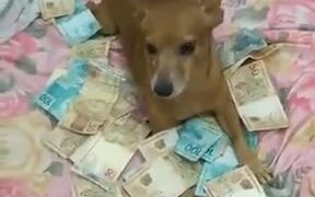Dog Strictly Guarding Money
