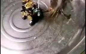 Crab Fighting A Robot