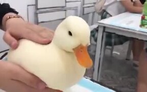 Most Perfect Duck You Will Ever See
