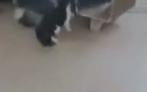 Husky Bullied By A Cat - Animals - VIDEOTIME.COM