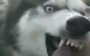 How To Handle A Scary Dog - Animals - VIDEOTIME.COM