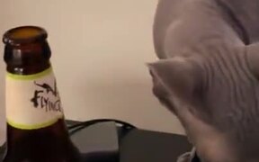 A Cat In Love With Beer - Animals - VIDEOTIME.COM
