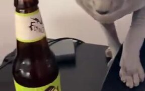 A Cat In Love With Beer - Animals - VIDEOTIME.COM
