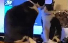 How Two Civilized Cats Fight - Animals - VIDEOTIME.COM