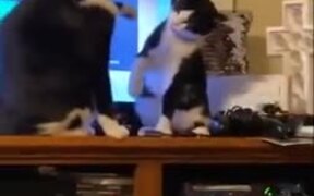 How Two Civilized Cats Fight
