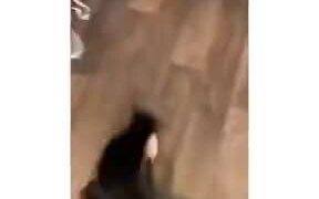 Cat Stealing Chicken