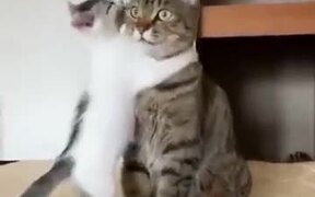 When You Want Affection From Your Mom - Animals - VIDEOTIME.COM