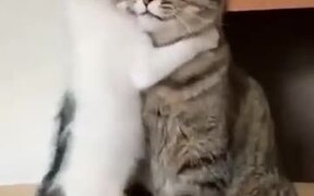 When You Want Affection From Your Mom - Animals - VIDEOTIME.COM