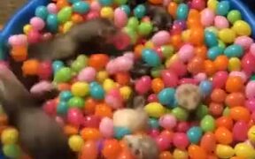 Ever Wanted A Ferret Cereal?