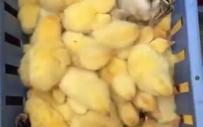 Cat Enjoying A Chick Filled Tray - Animals - VIDEOTIME.COM