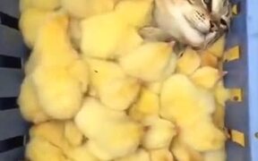 Cat Enjoying A Chick Filled Tray