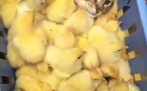Cat Enjoying A Chick Filled Tray