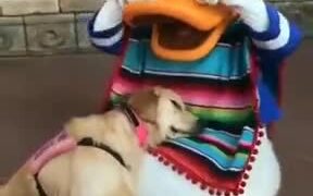 When A Dog Meets Donald Duck