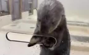 Sea Otters Are Nature's Magician - Animals - VIDEOTIME.COM