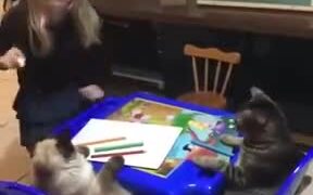Little Girl Homeschooling Cats