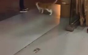 If MJ Had A Cat - Animals - VIDEOTIME.COM