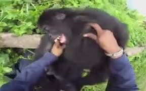 Do Gorillas Feel Ticklish? - Animals - VIDEOTIME.COM