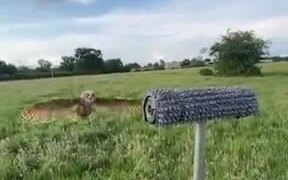 Trained Owl Landing In Slow Motion - Animals - VIDEOTIME.COM