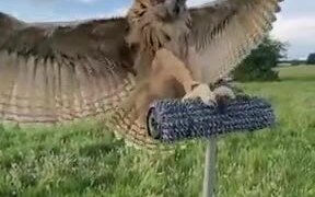 Trained Owl Landing In Slow Motion