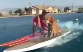 Motorized Serf Board - Animals - VIDEOTIME.COM