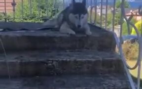 Husky Enjoying Bath By Getting Dirty - Animals - VIDEOTIME.COM