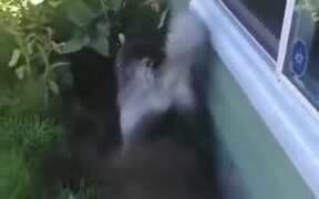 Husky Enjoying Bath By Getting Dirty