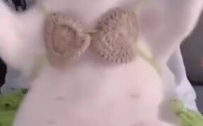 Fat Cat Belly Dancing - Animals - VIDEOTIME.COM