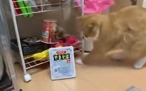 Cat Burglar Stealing Noodles - Animals - VIDEOTIME.COM