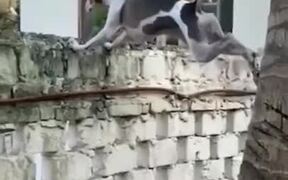 A Real-Life Spy Dog - Animals - VIDEOTIME.COM