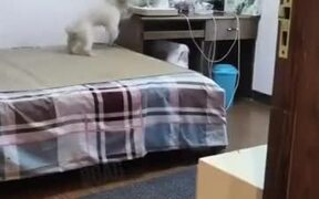 Dog Setting Up Room For A Sleep - Animals - VIDEOTIME.COM