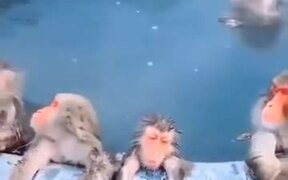 Monkeys In Japan Enjoying A Bath - Animals - VIDEOTIME.COM