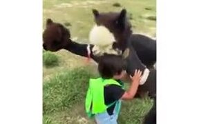 Alpaca Hugs A Little Kid