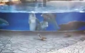 Trapped Dolphins Are Observing Squirrels