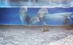 Trapped Dolphins Are Observing Squirrels