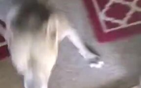 Dog Welcoming Master Home - Animals - VIDEOTIME.COM