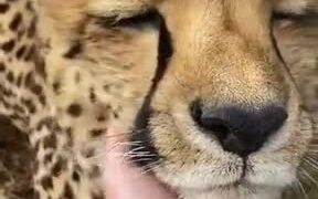 Wanna Pet A Cheetah?