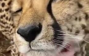 Wanna Pet A Cheetah? - Animals - VIDEOTIME.COM