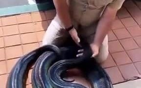Prettiest Python In The Planet - Animals - VIDEOTIME.COM